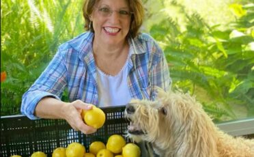 Lemons at Camellia Groves in Winter Haven