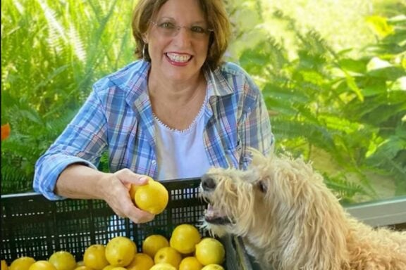 Lemons at Camellia Groves in Winter Haven