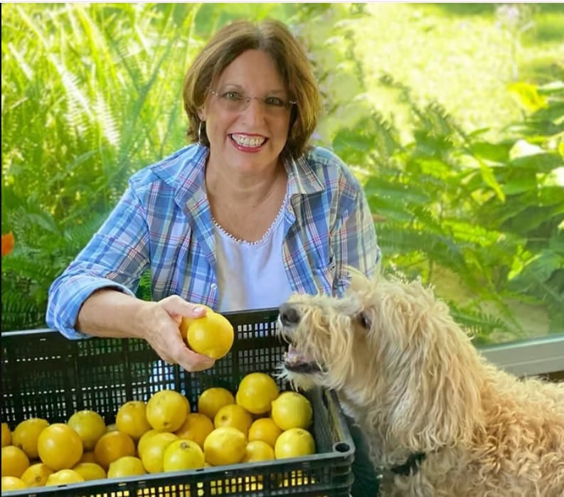 Lemons at Camellia Groves in Winter Haven