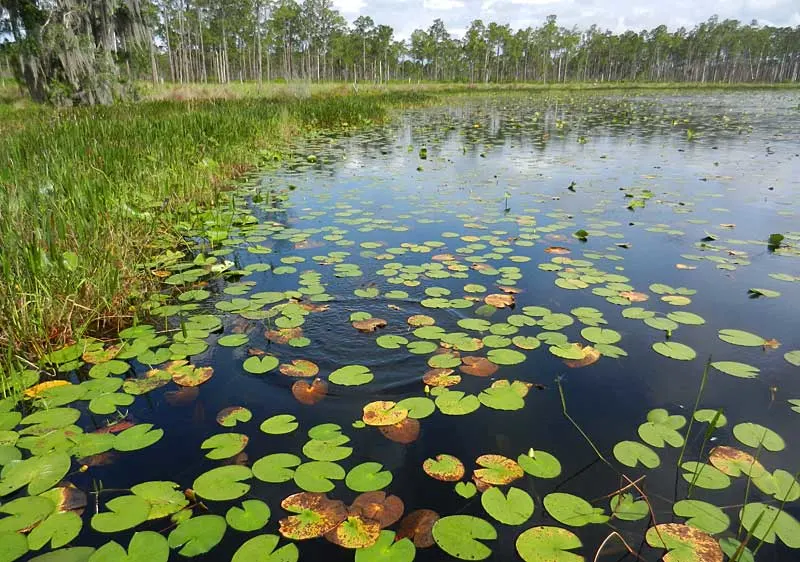 Lily Pads on Lake Godwin in Lake Wales Ridge State Forest
