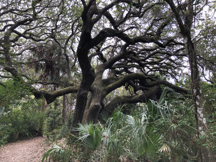It’s cool under the live oak canopy in Ponce Preserve Park. Also a little spooky. (Photo by Deborah Hartz-Seeley)