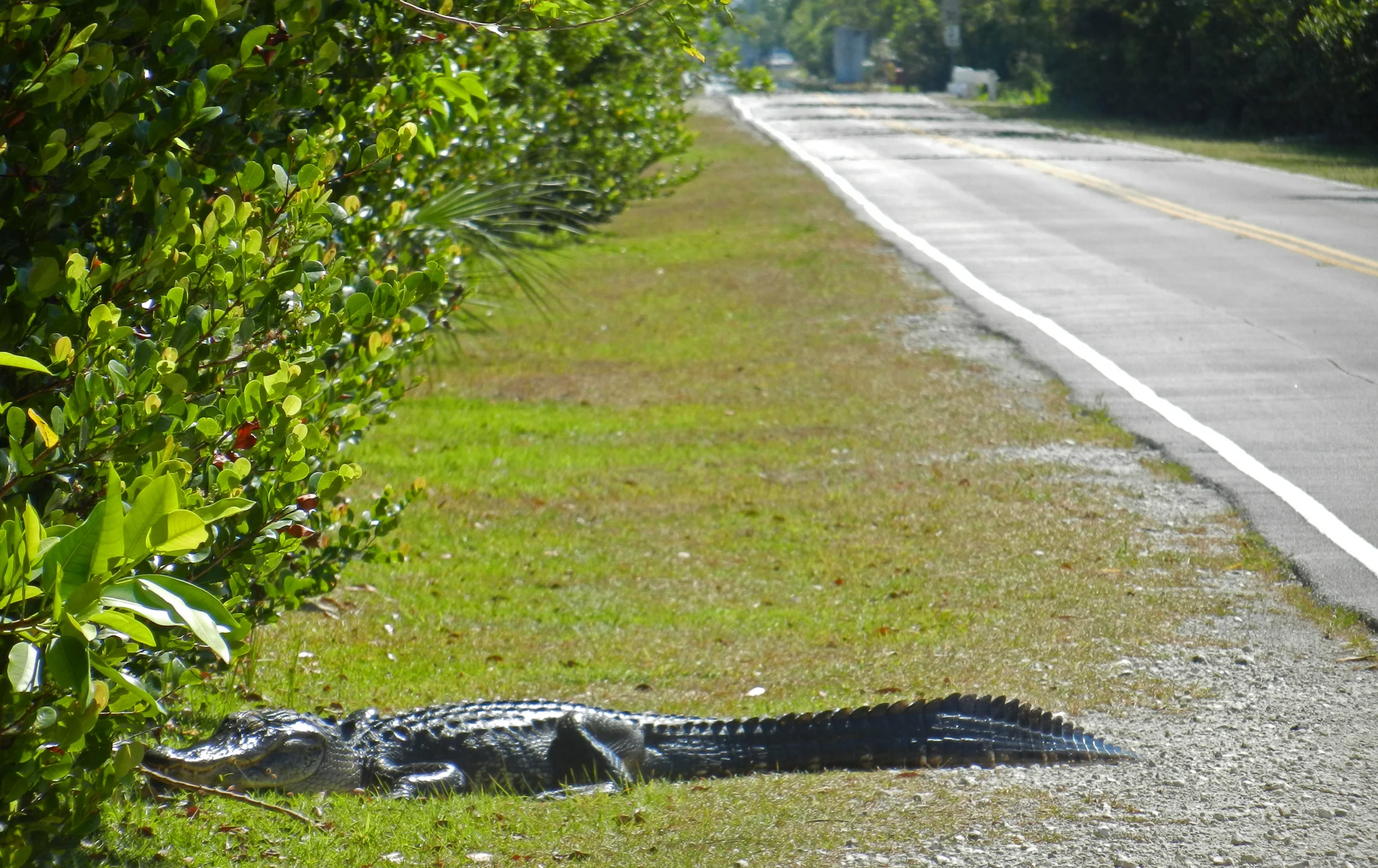 This gator sauntered across Loop Road as we unloaded our bikes one April day. (Photo: Bonnie Gross)