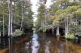 Sweetwater Strand along Loop Road in Big Cypress National Preserve. (Photo: Bonnie Gross)