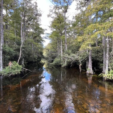 Sweetwater Strand along Loop Road in Big Cypress National Preserve. (Photo: Bonnie Gross)