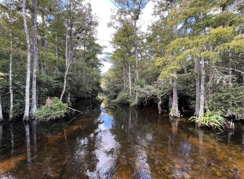 Florida’s Loop Roads: A tale of two scenic roads, six hours apart 1 Sweetwater Strand along Loop Road in Big Cypress National Preserve. (Photo: Bonnie Gross)