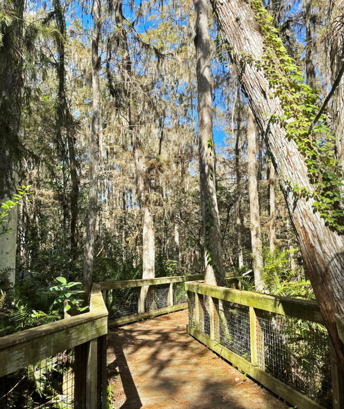 Cypress Swamp Boardwalk at Loxahatchee National Wildlife Refuge. (Photo: Bonnie Gross)