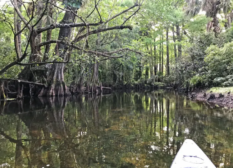 Kayaking the Loxahatchee River: Wild and scenic yet close to population centers in South Florida. (Photo: Bonnie Gross)