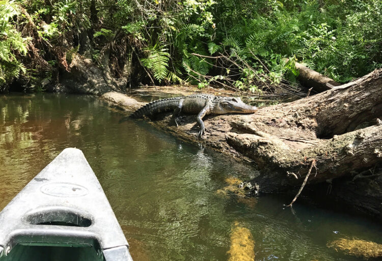 Loxahatchee River kayak trip: This gator seemed to be guarding this log. To proceed, you had to paddle right next to "his" log. Finally, he budged. (Photo: Bonnie Gross) 