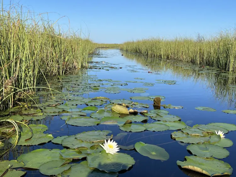 National Wildlife Refuges in Florida: Water lily along Loxahatchee National Wildlife Refuge. (Photo: Bonnie Gross)