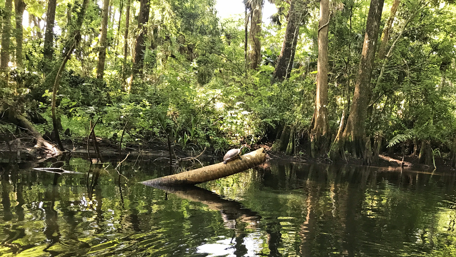 Loxahatchee River kayaking and turtle: Its name means "river of turtles." (Photo: Bonnie Gross)