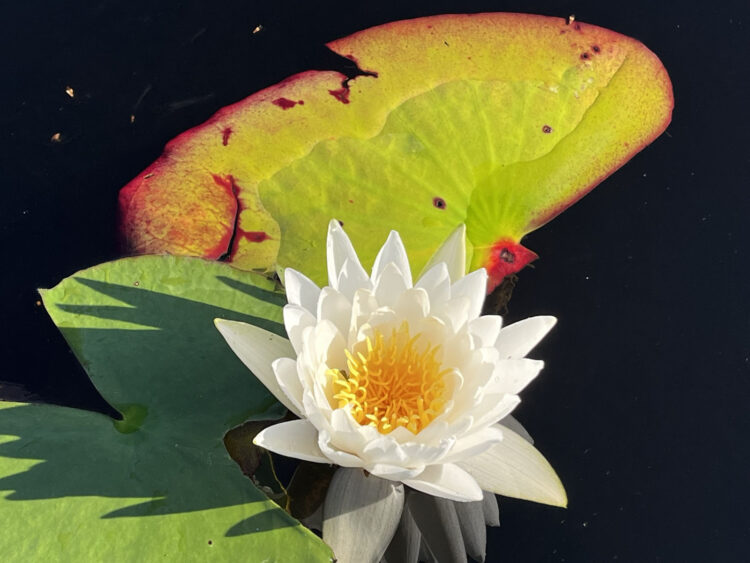 Water lilies bloom all along the Loxahatchee National Wildlife Refuge trail. Sometimes, however, they grow so thick as to clog the trail. They are periodically cleared. (Photo: Bonnie Gross)