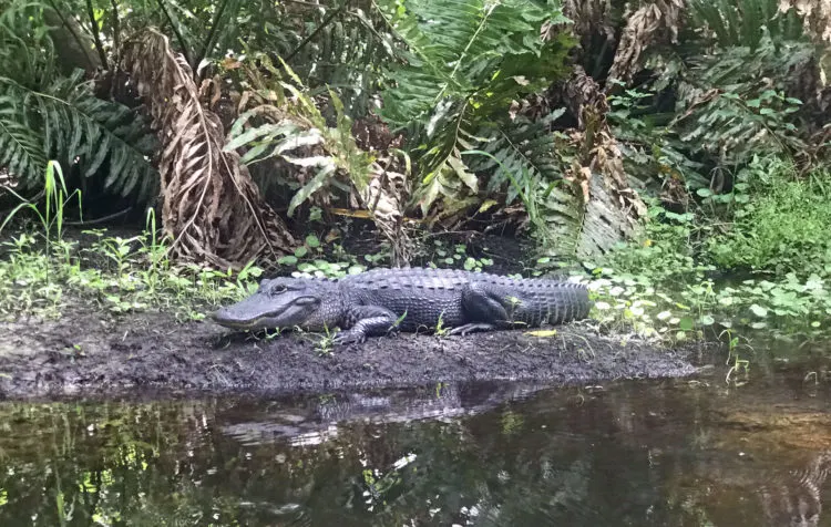 Kayaking the Loxahatchee River: Alligators are part of the scenery. (Photo: Bonnie Gross)