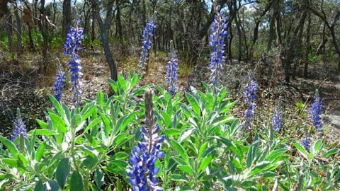lupines at tiger creek preserve