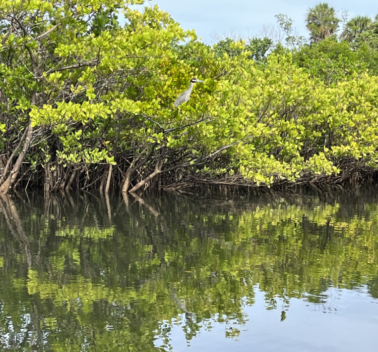 As we paddled the mangrove channels inside Munyon Island at John D. MacArthur State Park, we came across several black crowned night herons. Look closely! (Photo: Bonnie Gross)