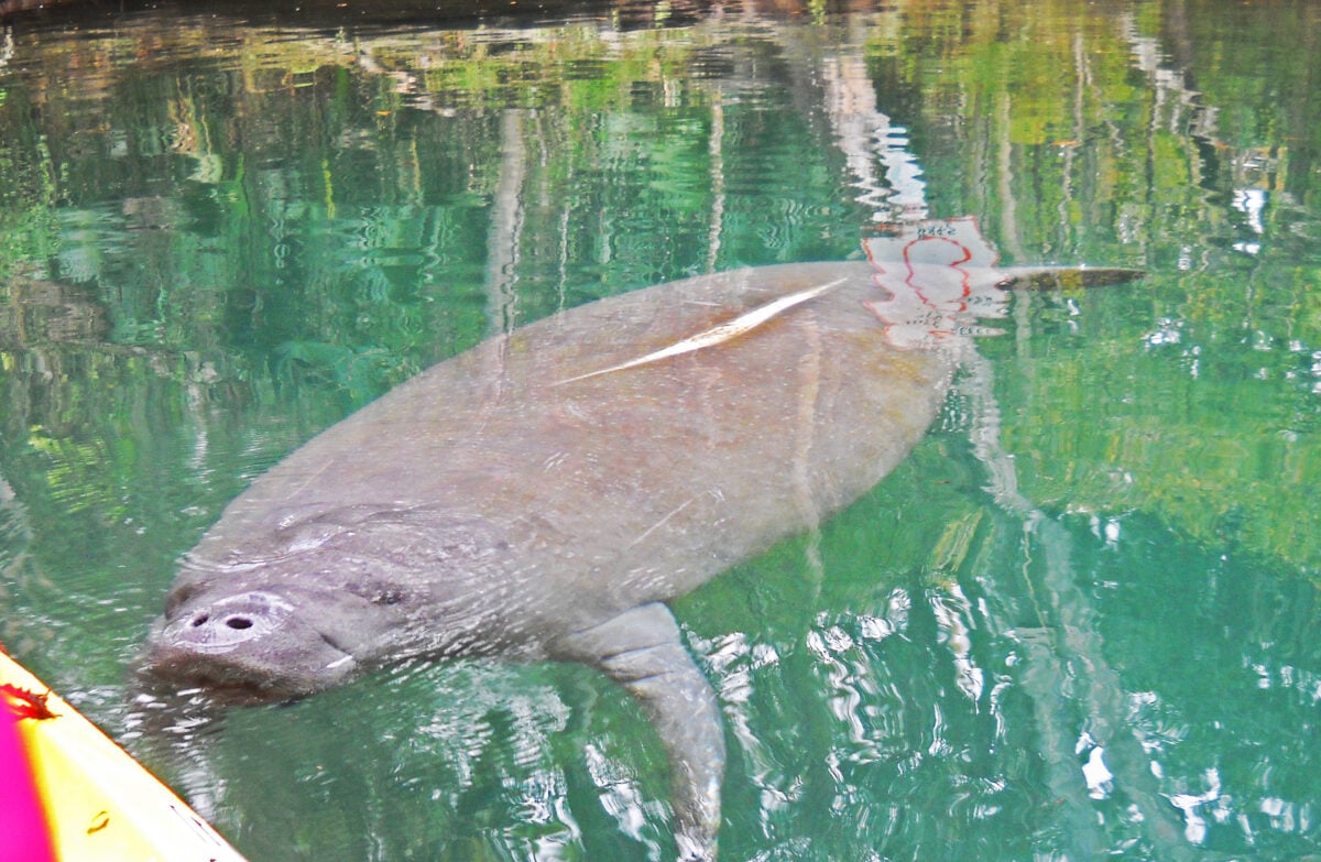 Where to see manatees in Florida 18 best places