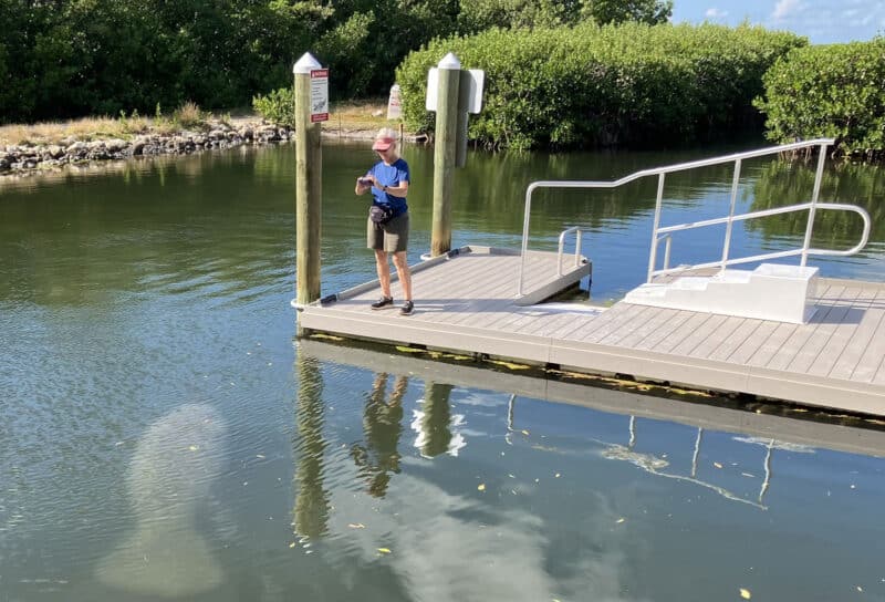 Islamorada is a stunning base for enjoying the Keys 16 islamorada manatee at green turtle doc Islamorada is a stunning base for enjoying the Keys
