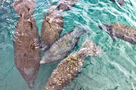 manatee family at Riviera Beach Manatee Lagoon