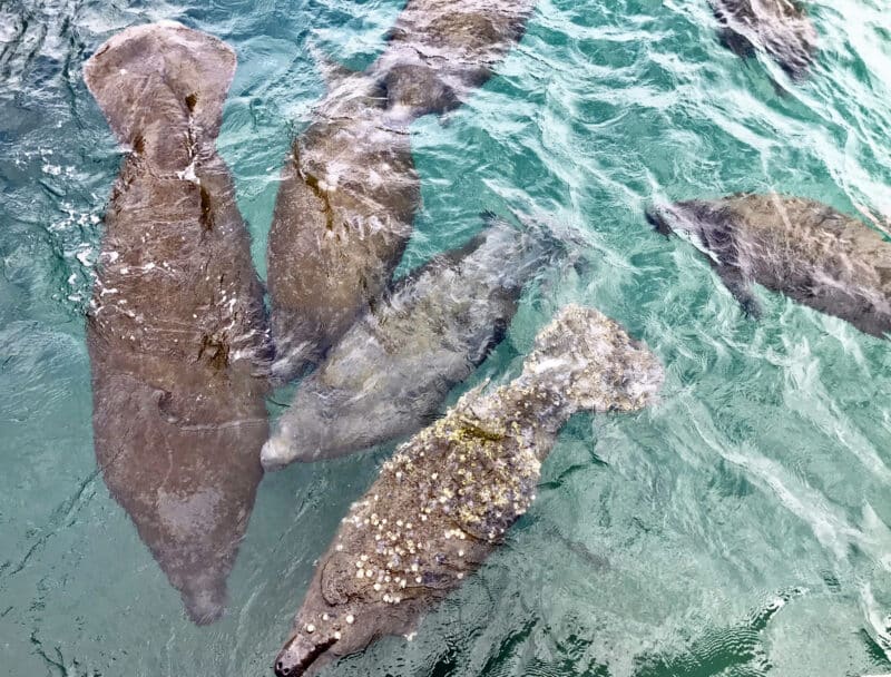 manatee family at Riviera Beach Manatee Lagoon