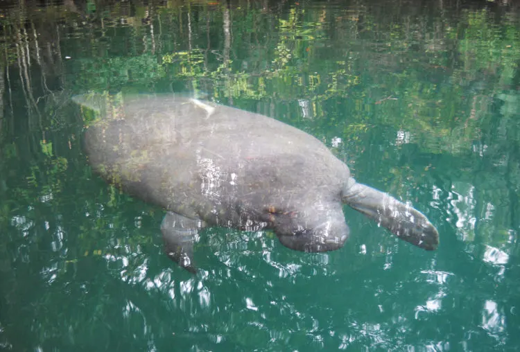 A manatee, a species listed as threatened but not endangered, swimming in the Weeki Wachi River. (Photo: Bonnie Gross)
