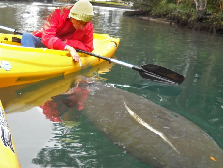 Where to see manatees in Florida: This manatee nudges our kayak at Weeki Wachee. (Photo: David Blasco)