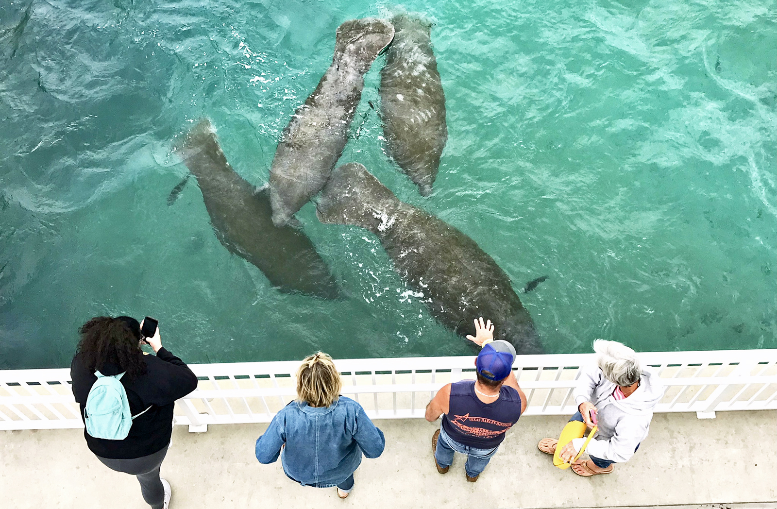 Manatee fesivals: FPL's Manatee Lagoon in West Palm Beach offers an educational festival at its Manatee-oriented Eco-Discovery Center.