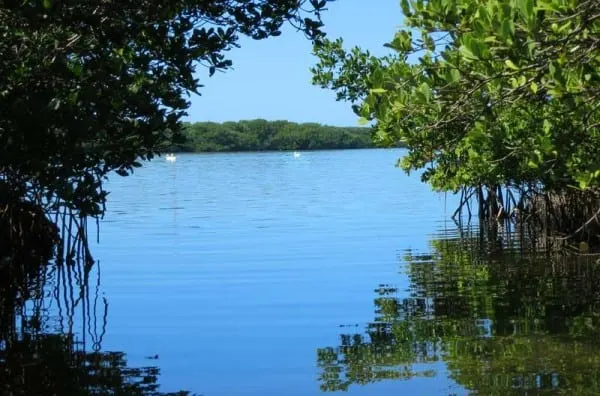 Charlotte Harbor kayaking: White pelicans and mangrove mazes