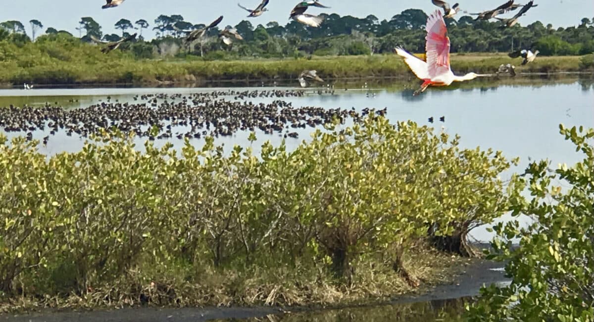 Merritt Island National Wildlife Refuge (Photo: Bonnie Gross)