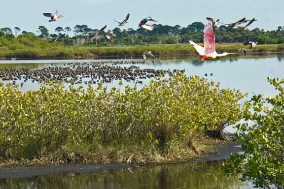 Merritt Island National Wildlife Refuge (Photo: Bonnie Gross)