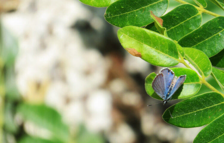Miami Blue butterfly on a gray nickerbean plants at Bahia Honda State Park. (Photo, November 2022 by David Blasco)