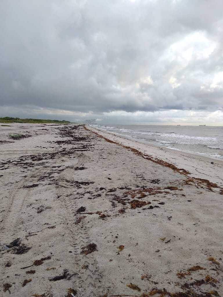 Seaweed Updates 2 sargassum seaweed mj sp seaweed Seaweed Updates
