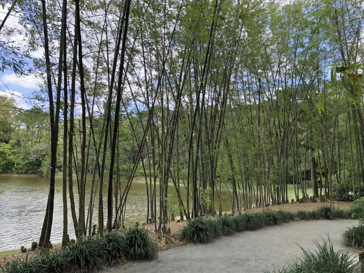 Look and listen for the stands of bamboo throughout the garden. Morikami Museum and Japanese Gardens photo by Deborah Hartz-Seeley