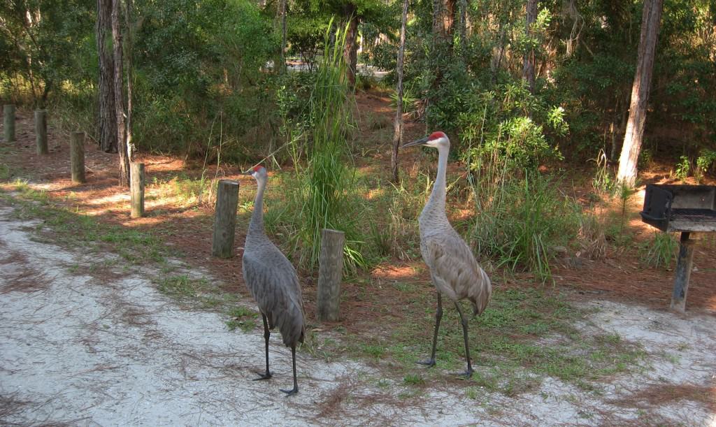 sandhill cranes at moss park