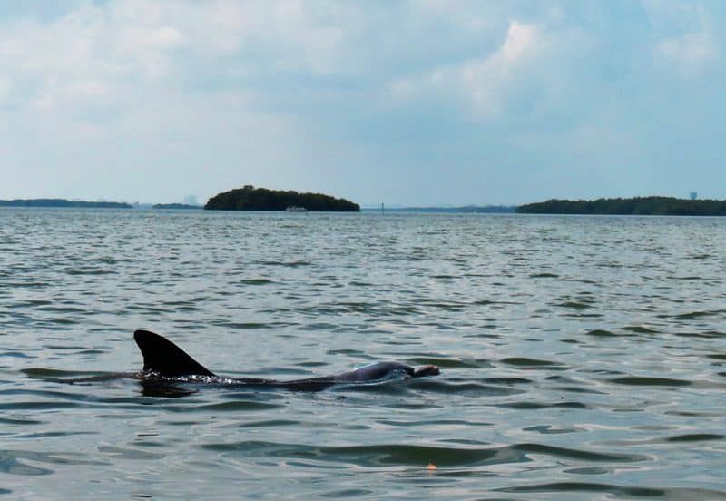 Seven places to learn about Native American heritage of Florida 7 native americans in florida mound key dolphin 1600 Seven places to learn about Native American heritage of Florida
