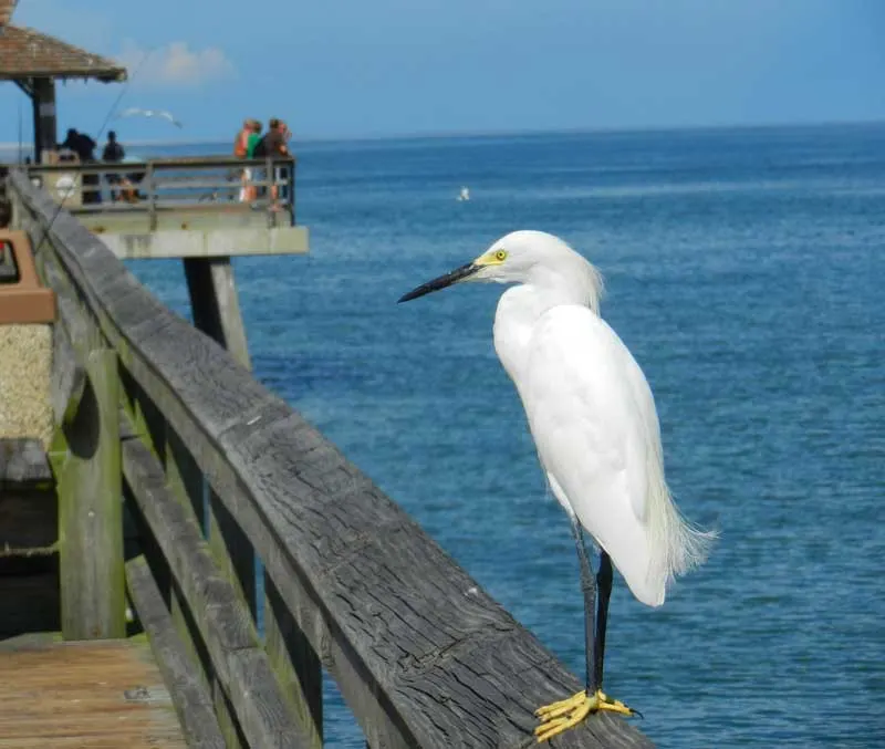 Things to do in Naples Florida: The historic pier is a good place to see wildlife, from birds to dolphins. 