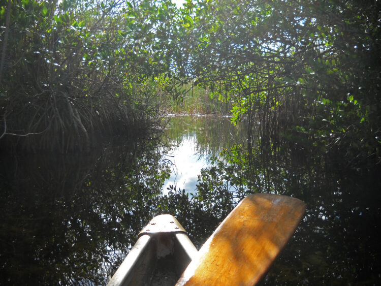 Mangrove tunnel along Everglades National Park Nine Mile Pond canoe trail. (Photos: Bonnie Gross)