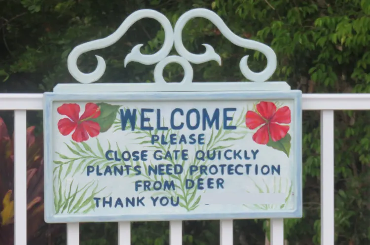 Sign reads "Please close gate quickly. Plants need protection from deer." On No Name Key, there are 43 houses and lots of Key deer, who relish the tasty landscaping around the houses. (Photo: David Blasco)