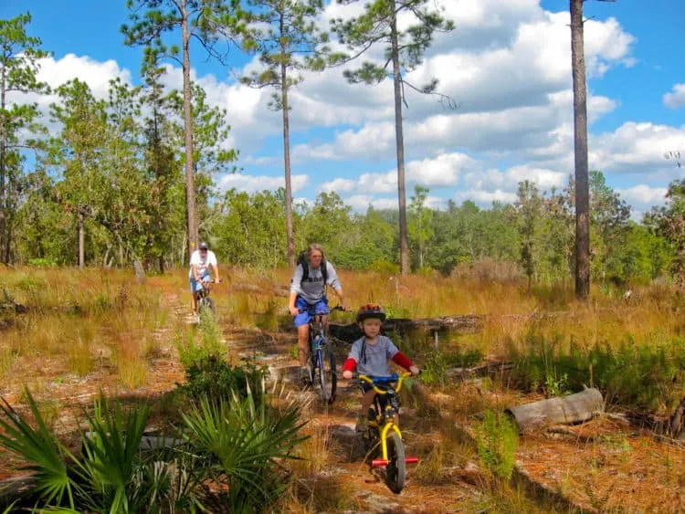 ocala national forest ocala forest bicycle 6 things to do in Ocala National Forest