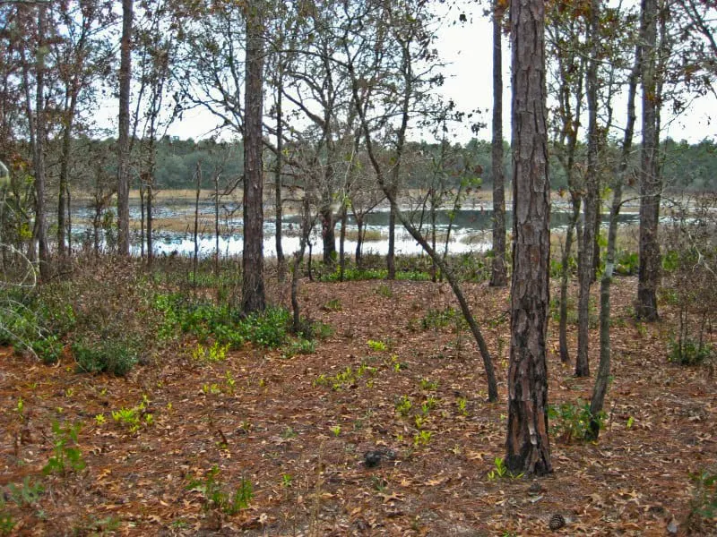 ocala national forest ocalanf shanty pond Explore Ocala National Forest from 14 campgrounds