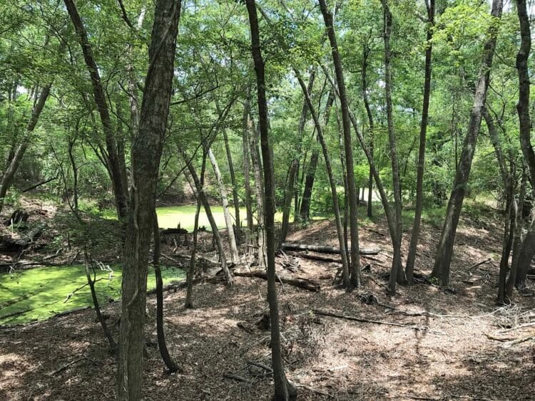 O'Leno State Park: Vanishing river, scenic trails & spacious, wooded campground 4 o'leno state park oleno lakes O'Leno State Park: Vanishing river, scenic trails & spacious, wooded campground