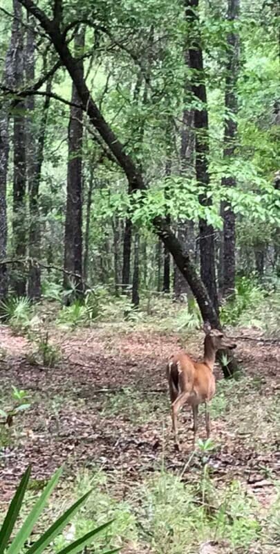 O'Leno State Park: Vanishing river, scenic trails & spacious, wooded campground 2 o'leno state park oleno sp deer vertical O'Leno State Park: Vanishing river, scenic trails & spacious, wooded campground