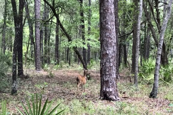 o'leno state park oleno sp forest deer O'Leno State Park: Vanishing river, scenic trails & spacious, wooded campground