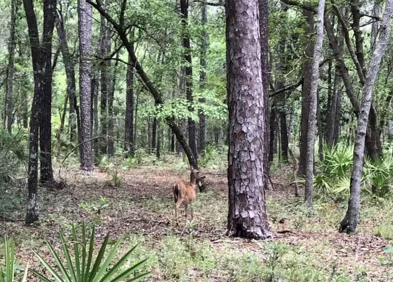 fort mose oleno sp forest deer O'Leno State Park: Vanishing river, scenic trails & spacious, wooded campground