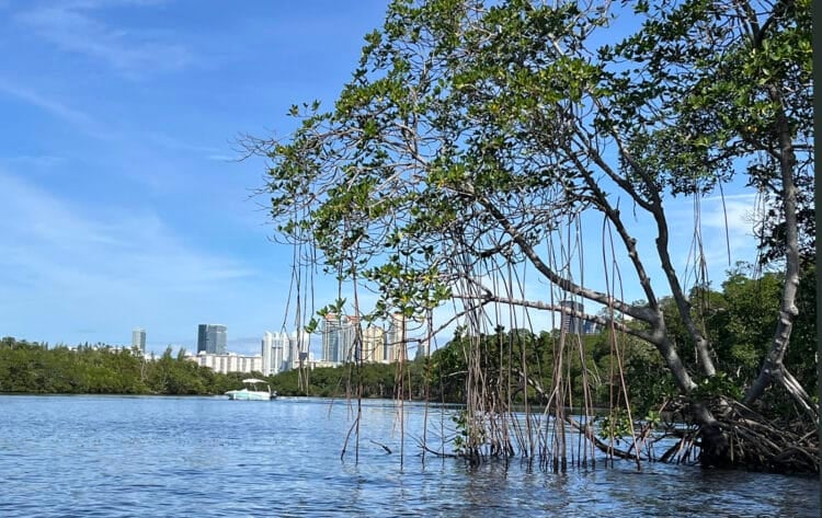 Oleta River State Park feels like island getaway in Miami urban sprawl 6 Along the Oleta River in North Miami Beach, you'll find both lovely mangroves and also views of condos built side-by-side along the beach. (Photo: Bonnie Gross)