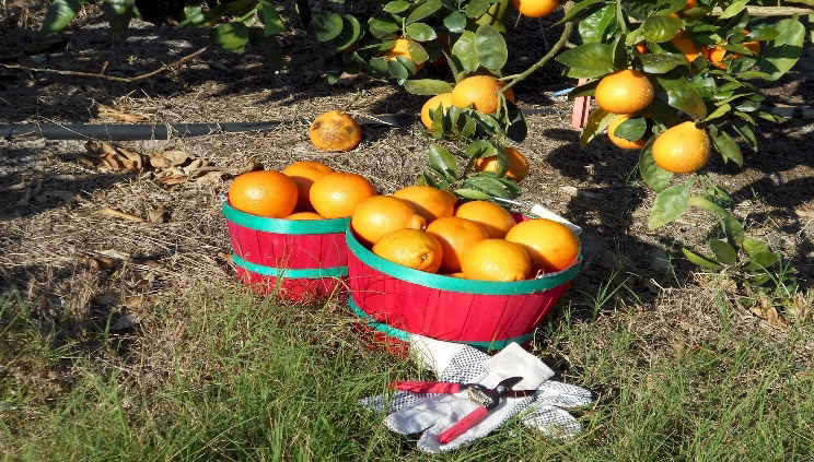 Honeybells are usually ready for u-picking around Christmas time. And in Florida. you won’t have to brave the snow to go get them. Photo courtesy of Dooley Groves.