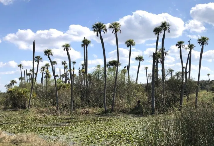 Trees growing with their roots in water can become stunted and fail to thrive. That’s common at the Orlando Wetlands Park. (Photo: Deborah Hartz-Seeley)