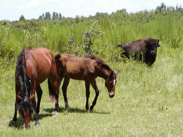 Horses and bison at Paynes Prairie State Park