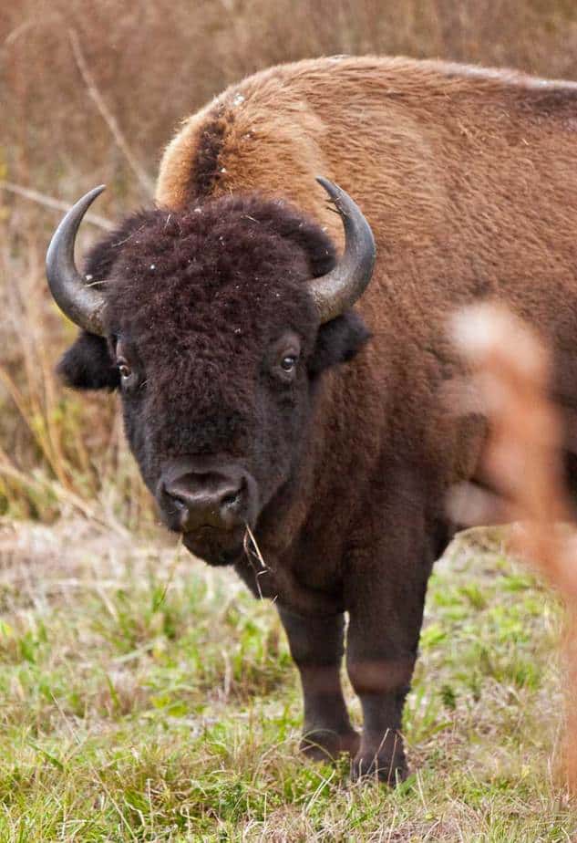 14 North Florida State Parks with camping 11 bison at paynes prairie preserve