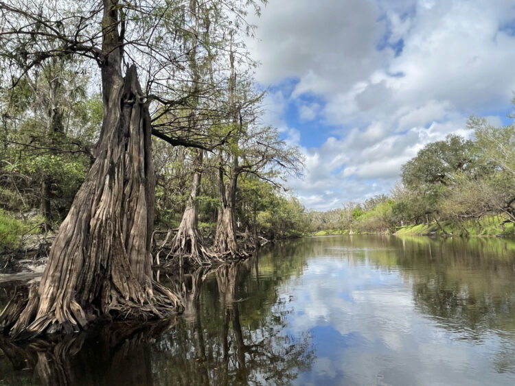 Cypress trees along Peace River in Florida only six months after extreme flooding. (Photo: Bonnie Gross)