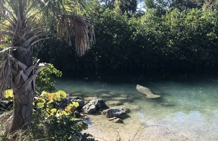 The lagoon on Peanut Island is popular with manatees in the winter. On a January afternoon, we watched two loll around peacefully. (Photo: Bonnie Gross)