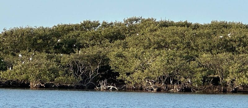 Long Point Park is a delightful island campground near Sebastian Inlet 7 long point park pelican island boatview Long Point Park is a delightful island campground near Sebastian Inlet